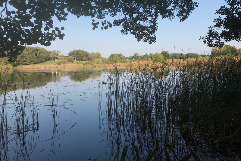 Bild som föreställer en sjö, på sjön ligger näckrosor. I förgrunden vass, i bakgrunden blå himmel. 