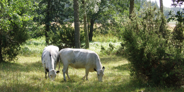 Kor i Vigelsjö naturreservat.