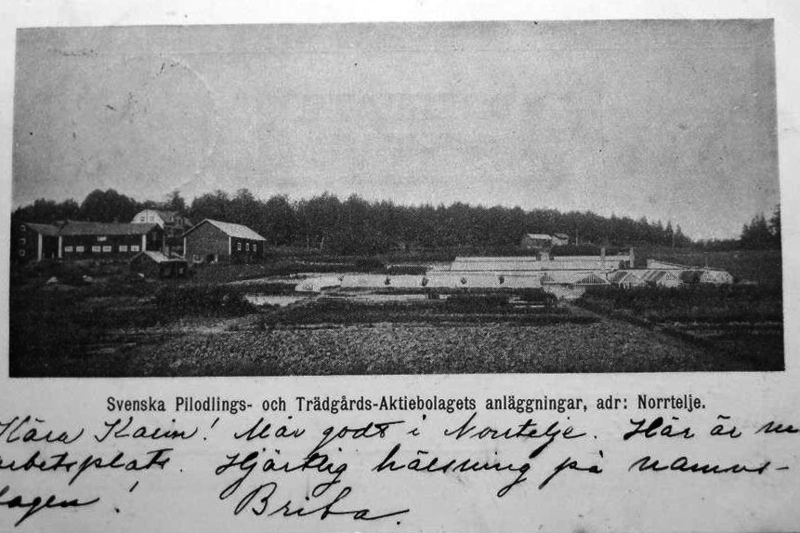 Vykort med svenska Pilodlings- och trädgårdsaktiebolagets anläggningar i Norrtälje. Bilden visar ett landskap i svartvitt.