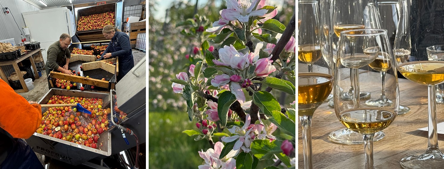 Ciderbruket – visning, provsmakning och gårdsförsäljning