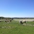 Bilden visar ett landskap med ett tiotal kossor som betar på åkermarken