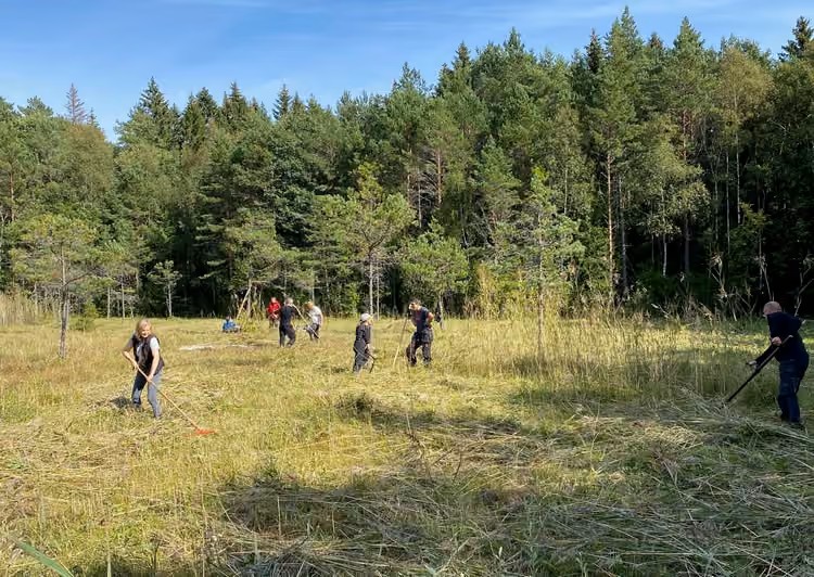 Slåtter på rikkärret Marn på Väddö