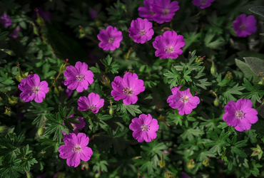 Geranium sanguineum.
