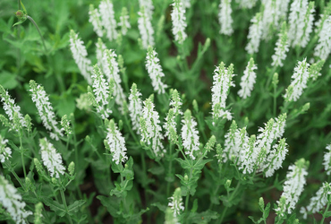 Salvia nemorosa ’Caradonna’.