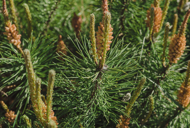 Pinus mugo var. Pumilio fk Sauherad E.