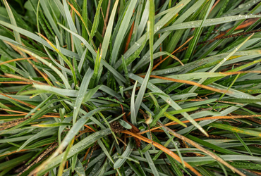 Sesleria autumnalis.