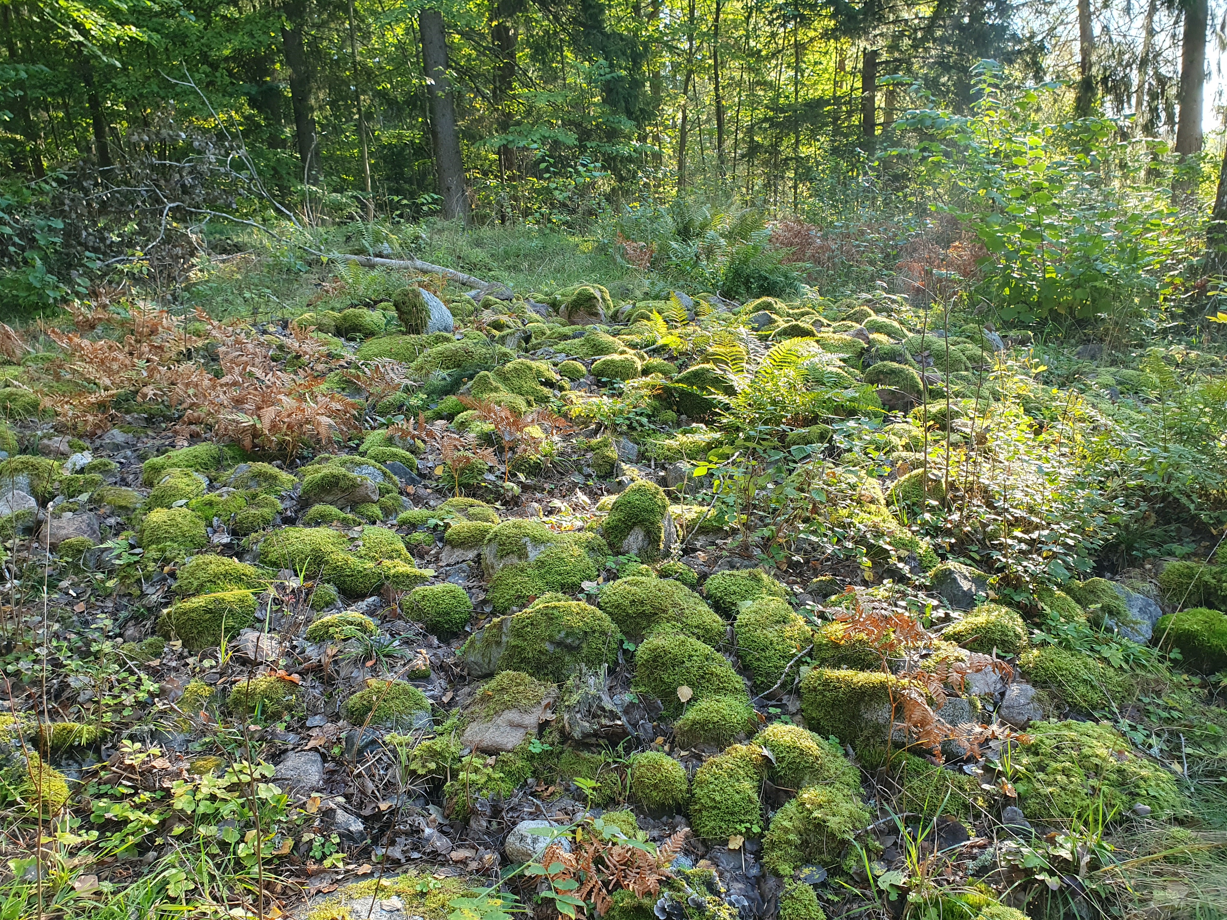 En fornlämning i Vigelsjö