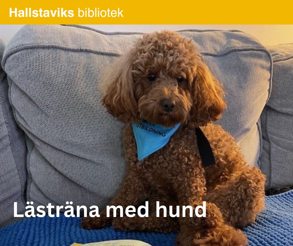 Hunden Britta som sitter på en matta med en uppslagen bok framför sig.