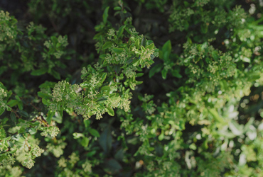 Pyracantha coccinea 'Anatolia'.