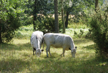 Vigelsjö Naturreservat