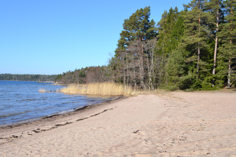 Sandstrand vatten och barrskog