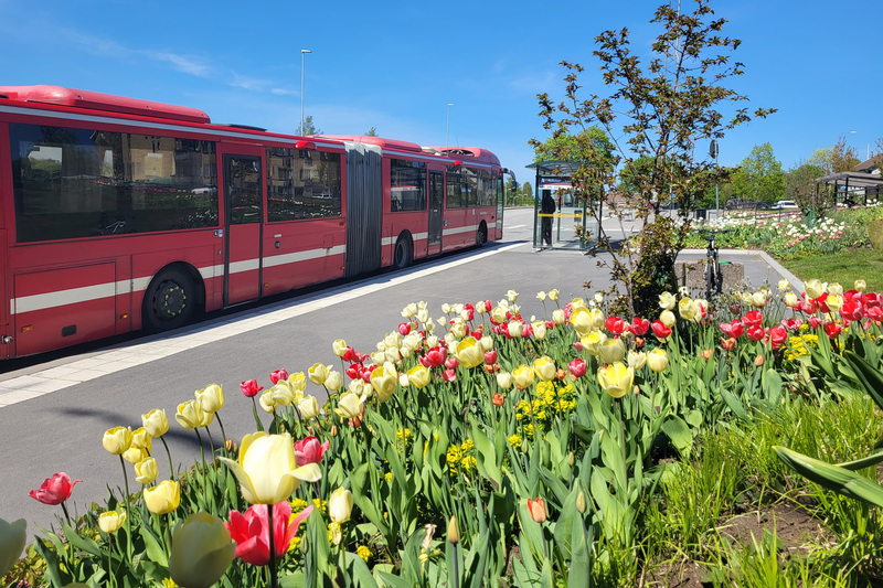blommor i förgrunden och en buss i bakgrunden