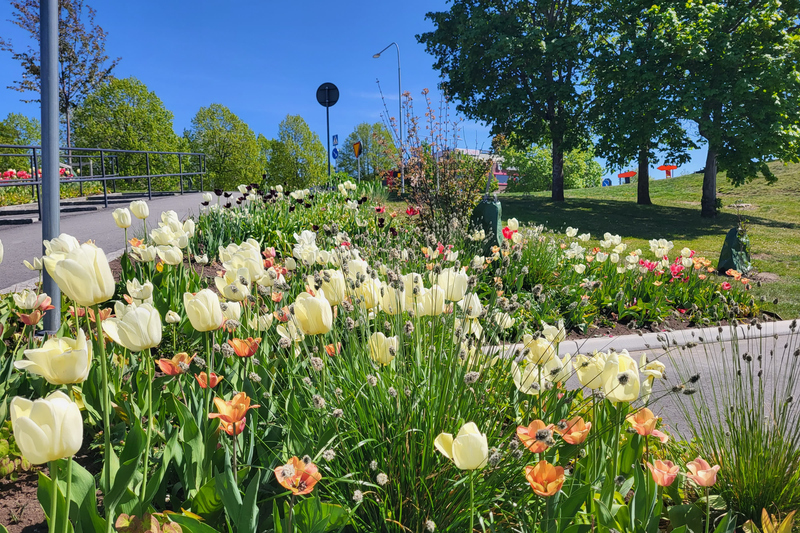 blommor i förgrunden och lönnar i bakgrunden