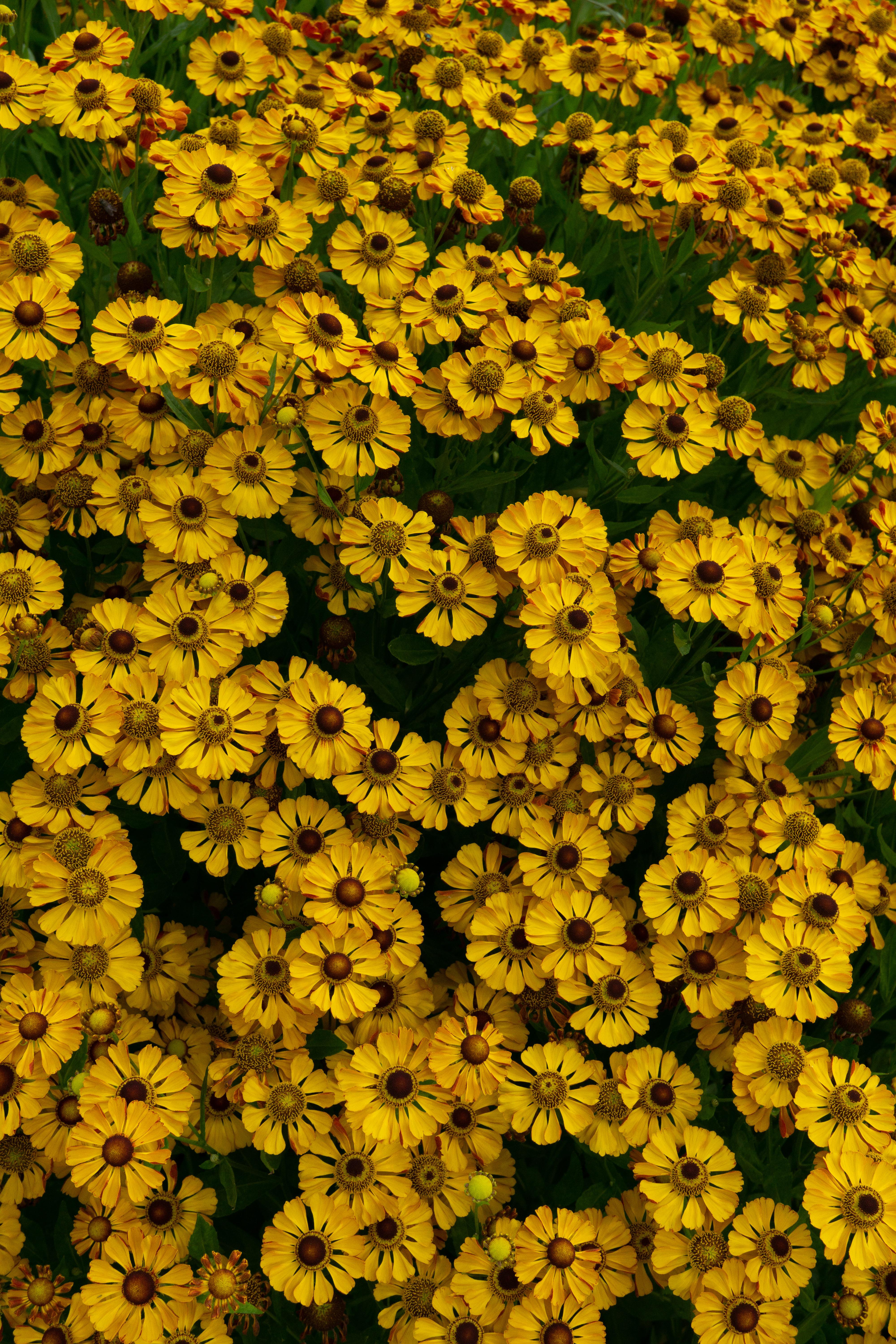 Gula blommor med mör bakgrund.