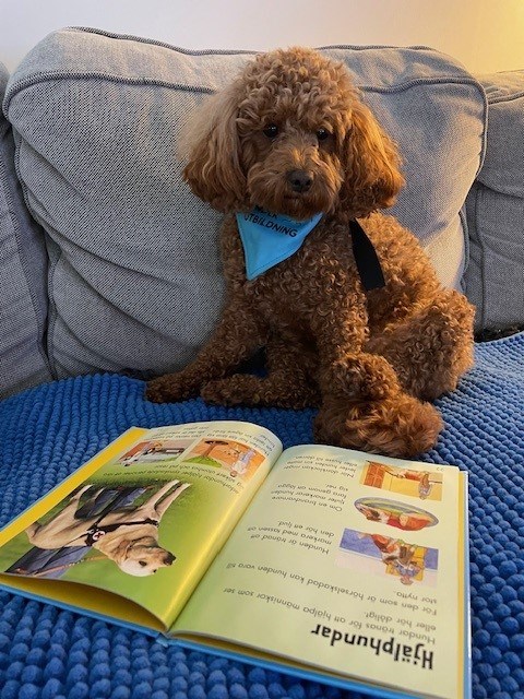 Läshunden Britta med en bok framför sig.