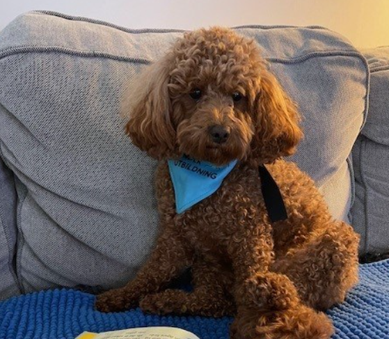 Läshunden Britta med en bok framför sig.