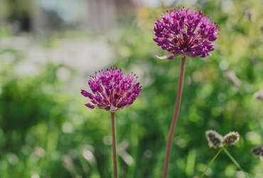 Allium Purple Sensation.