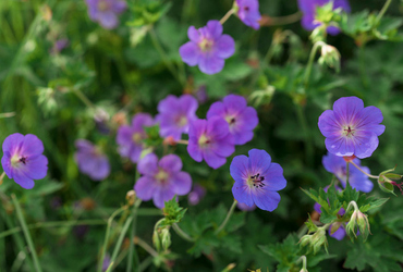 Geranium sylvaticum