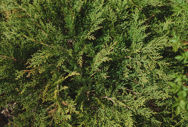 Microbiota decussata