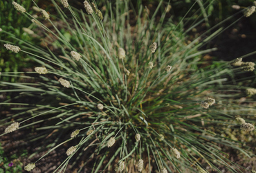 Sesleria heufleriana.
