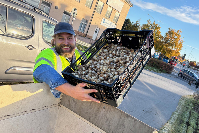 En man med skägg och varselväst står med en korg av blomsterlökar