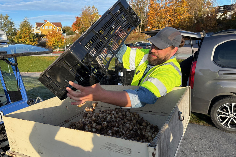 En man med skägg och varselväst står med en korg av blomsterlökar