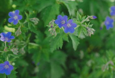 Geranium 'Rozanne'