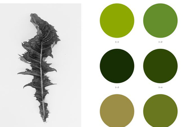 Bilden visar ett svartvitt blad till vänster och sex gröna prickar till höger