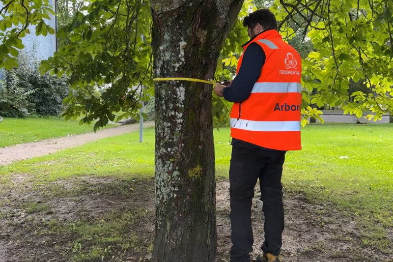 En man i varselkläder mäter diametern runt stammen på en hästkastanj