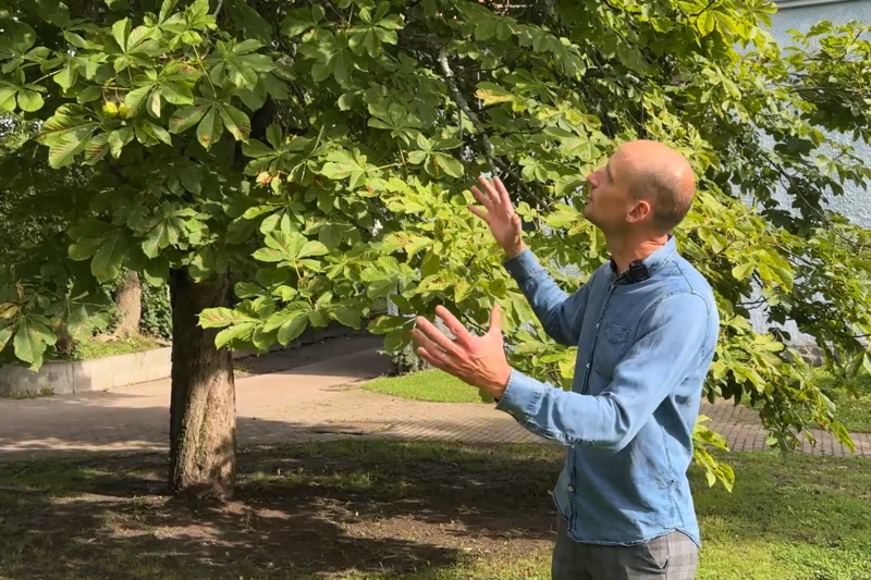 Peter tittar upp på ett träd och gestikulerar med händerna
