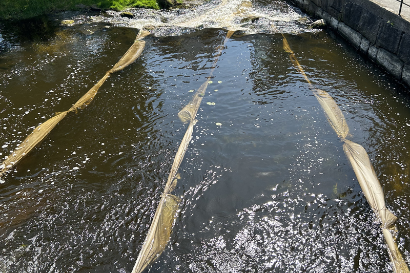 Vita tyger ligger i Norrtäljeåns vatten som strömmar