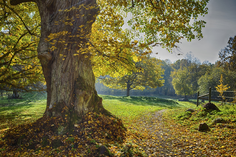 Bild som föreställer en skog i höstfärger