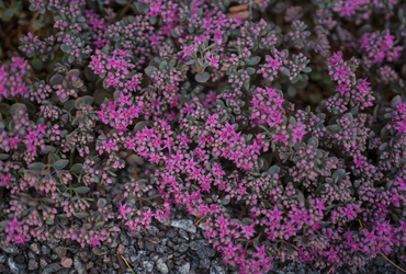 Hylotelephium cauticola.