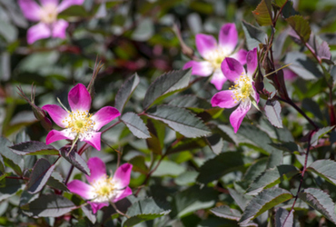 Daggros (Rosa glauca 'Nova' E)