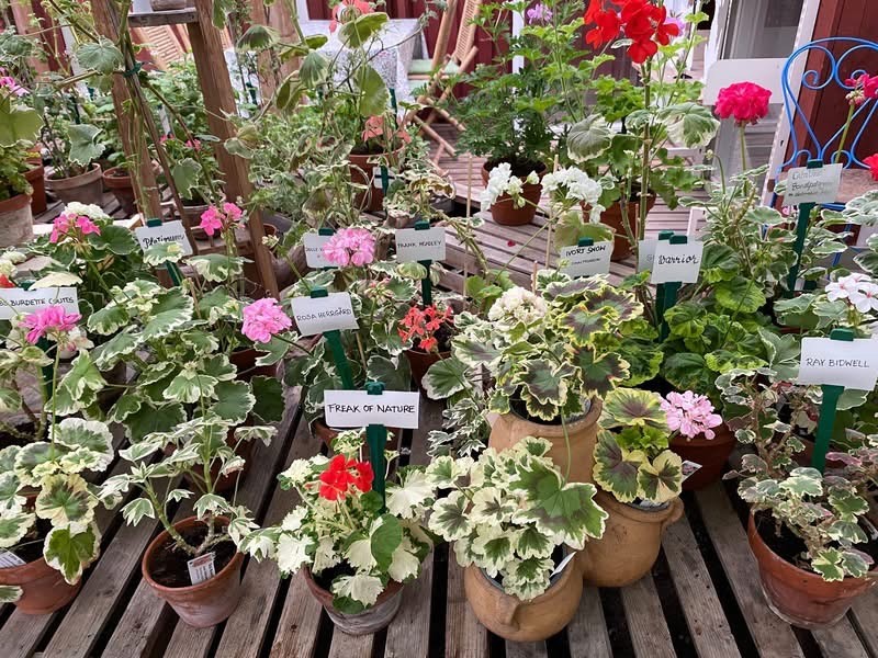 Flera av de brokbladiga pelargonerna som ingår i utställningen.