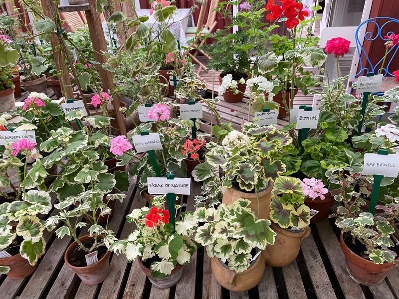 Flera av de brokbladiga pelargonerna som ingår i utställningen.