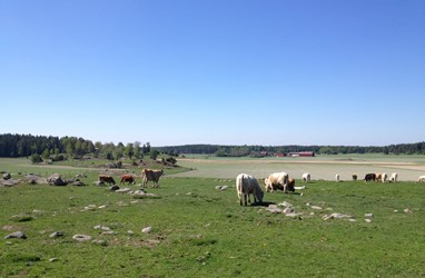 Bilden visar ett landskap med ett tiotal kossor som betar på åkermarken