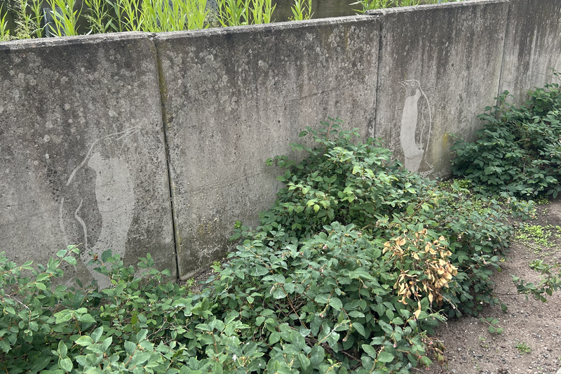 Pingviner målade på stenmur