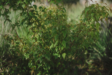 Acer tataricum ssp Ginnala E.