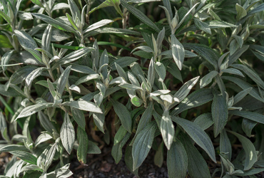 Anaphalis triplinervis.