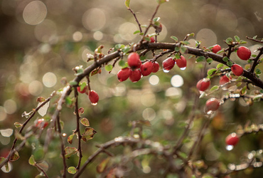 Bild på sylhagtorn.