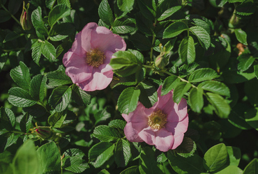 Rosa rugosa 'Fru Dagmar Hastrup'.