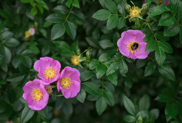 Rosa Carolina fk GUNNEL E.