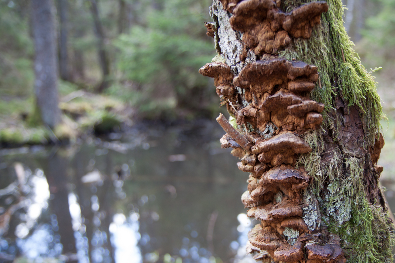 En skog, i f&ouml;rgrunden och i fokus en tr&auml;dstam, i bakgrunden ett vattendrag och tr&auml;d.