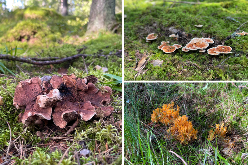 Kollage med koppartaggsvamp, orange taggsvamp och gyllenfingersvamp i Färsna naturreservat