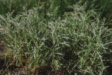 Artemisia ludoviciana 'Silver Queen'.