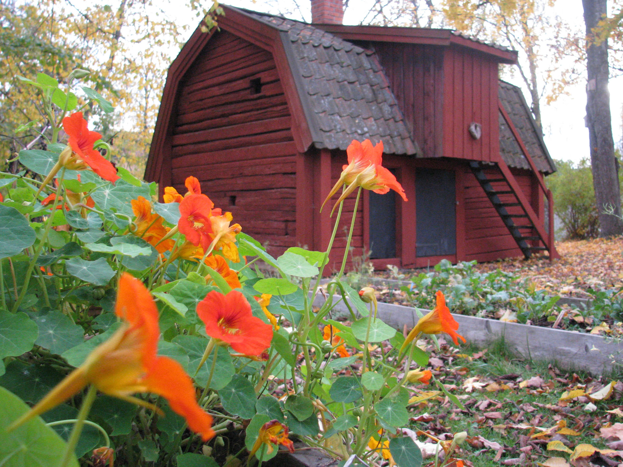 Hjerquistska gården vid Roslagsmuseet. Foto A Djerf.