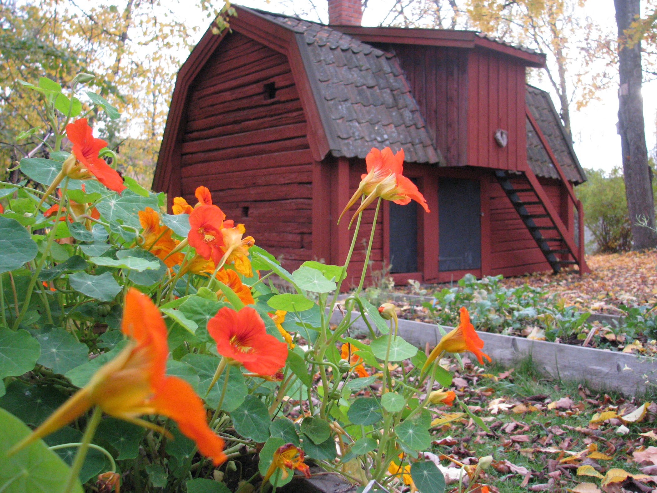 Hjerquistska gården vid Roslagsmuseet. Foto A Djerf.