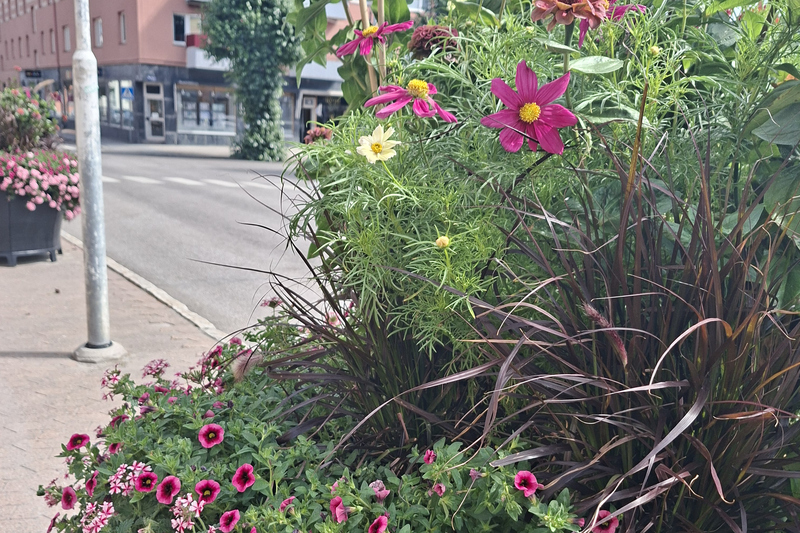 Sommarblommor
