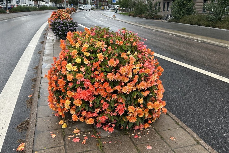 Begonior från trafikmiljö